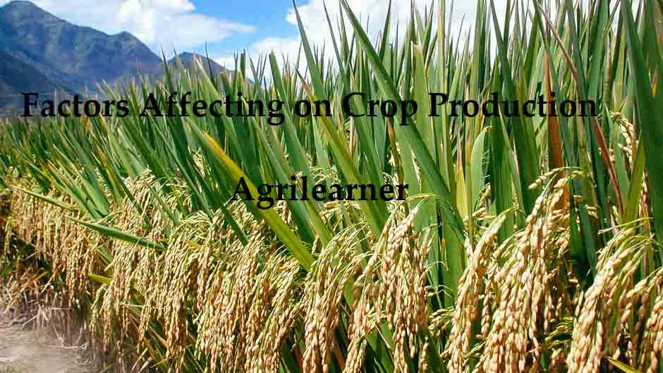 Physiological Processes Affecting Crop Production
